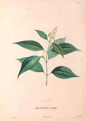 Reproducción/Reproduction 48979851887: Monographie des melastomacées,. Londres,Gide,1833.. 