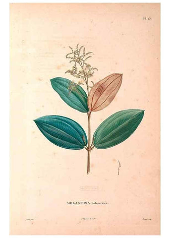 Reproducción/Reproduction 48979112908: Monographie des melastomacées,. Londres,Gide,1833.. 