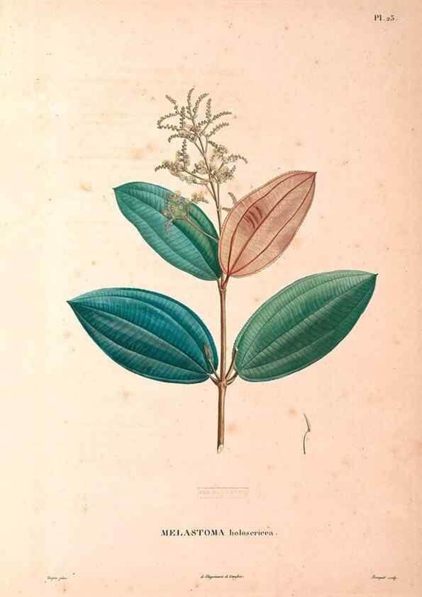 Reproducción/Reproduction 48979112908: Monographie des melastomacées,. Londres,Gide,1833.. 