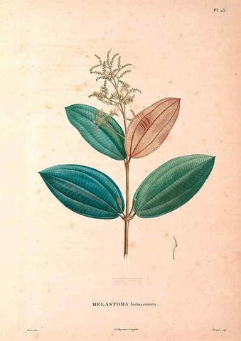 Reproducción/Reproduction 48979112908: Monographie des melastomacées,. Londres,Gide,1833.. 
