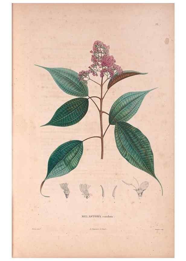 Reproducción/Reproduction 48979847772: Monographie des melastomacées,. Londres,Gide,1833.. 