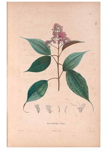 Reproducción/Reproduction 48979847772: Monographie des melastomacées,. Londres,Gide,1833.. 