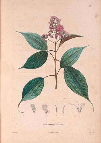 Reproducción/Reproduction 48979847772: Monographie des melastomacées,. Londres,Gide,1833.. 