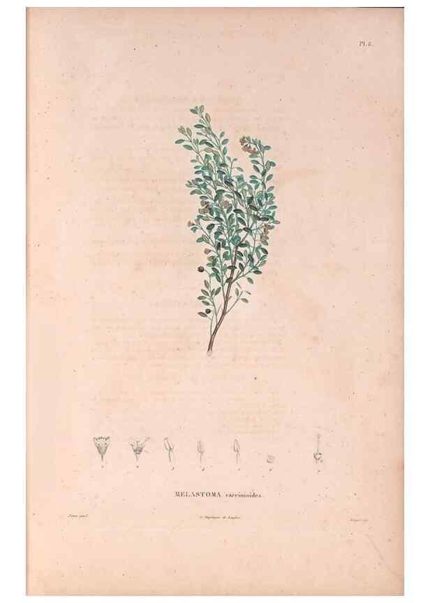 Reproducción/Reproduction 48979668866: Monographie des melastomacées,. Londres,Gide,1833.. 
