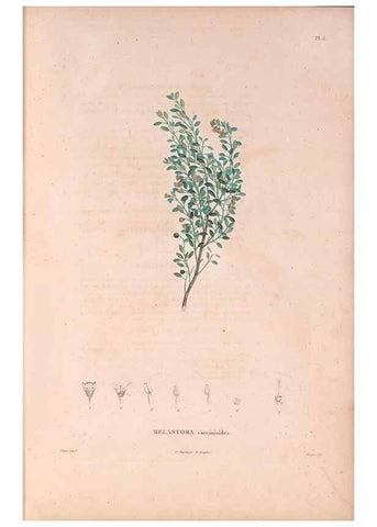 Reproducción/Reproduction 48979668866: Monographie des melastomacées,. Londres,Gide,1833.. 