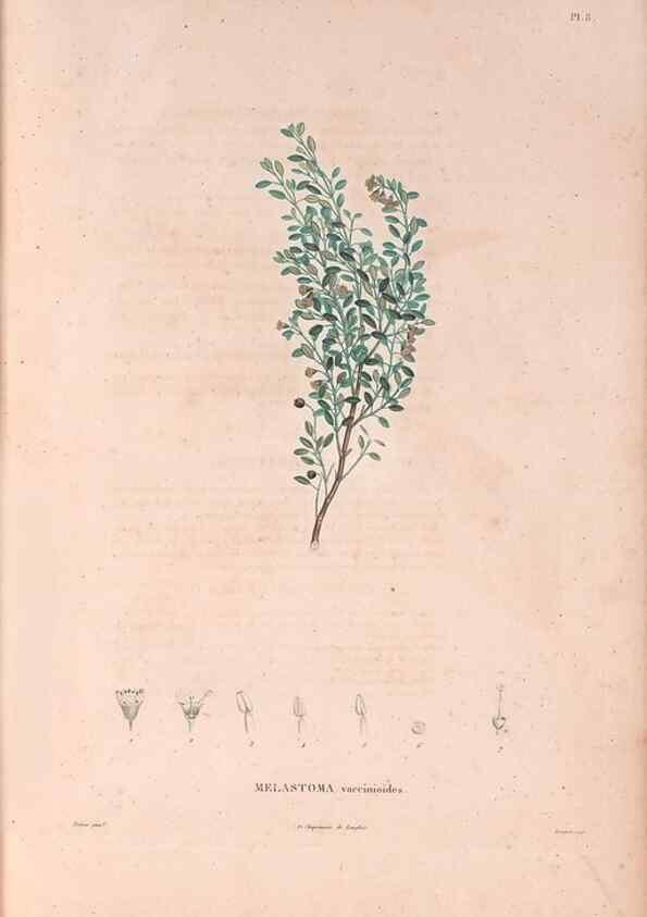 Reproducción/Reproduction 48979668866: Monographie des melastomacées,. Londres,Gide,1833.. 