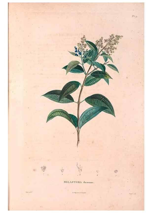 Reproducción/Reproduction 48979848227: Monographie des melastomacées,. Londres,Gide,1833.. 
