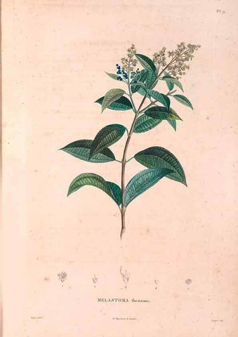 Reproducción/Reproduction 48979848227: Monographie des melastomacées,. Londres,Gide,1833.. 