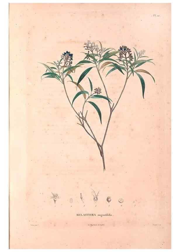 Reproducción/Reproduction 48979109938: Monographie des melastomacées,. Londres,Gide,1833.. 