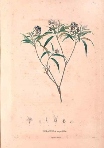 Reproducción/Reproduction 48979109938: Monographie des melastomacées,. Londres,Gide,1833.. 