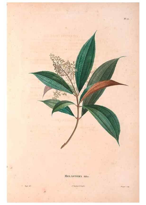 Reproducción/Reproduction 48979110193: Monographie des melastomacées,. Londres,Gide,1833.. 