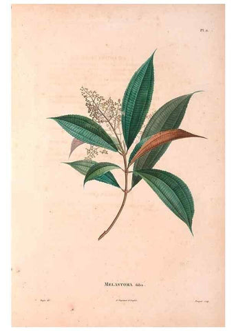 Reproducción/Reproduction 48979110193: Monographie des melastomacées,. Londres,Gide,1833.. 