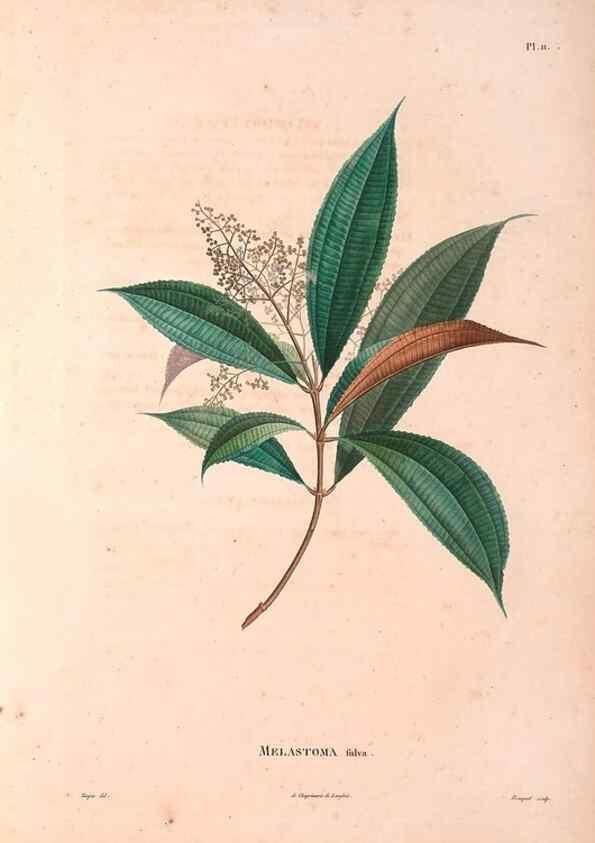 Reproducción/Reproduction 48979110193: Monographie des melastomacées,. Londres,Gide,1833.. 