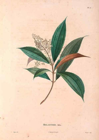 Reproducción/Reproduction 48979110193: Monographie des melastomacées,. Londres,Gide,1833.. 