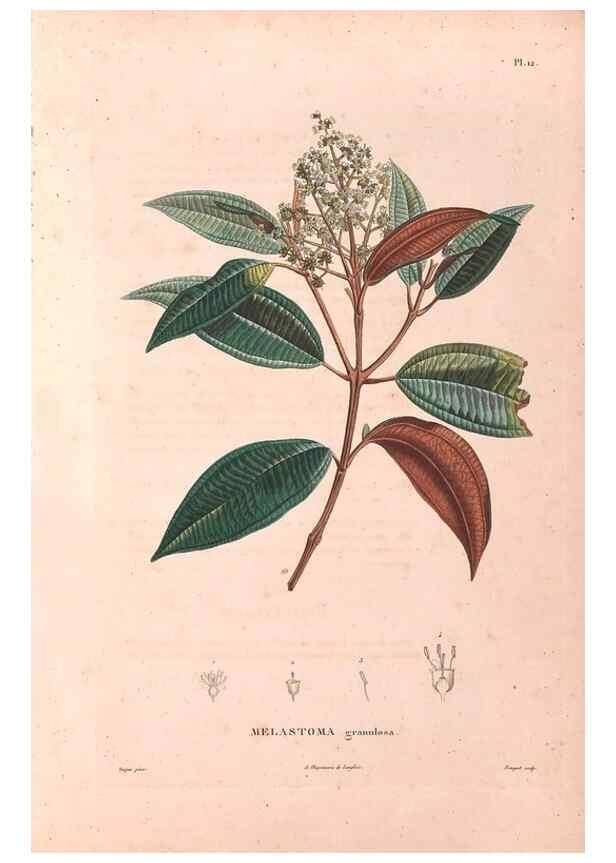 Reproducción/Reproduction 48979110438: Monographie des melastomacées,. Londres,Gide,1833.. 