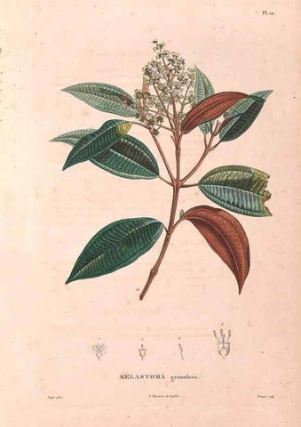 Reproducción/Reproduction 48979110438: Monographie des melastomacées,. Londres,Gide,1833.. 