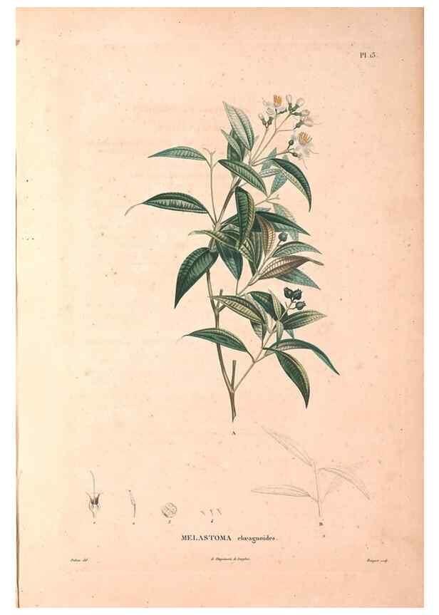 Reproducción/Reproduction 48979669886: Monographie des melastomacées,. Londres,Gide,1833.. 