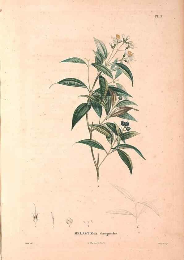 Reproducción/Reproduction 48979669886: Monographie des melastomacées,. Londres,Gide,1833.. 