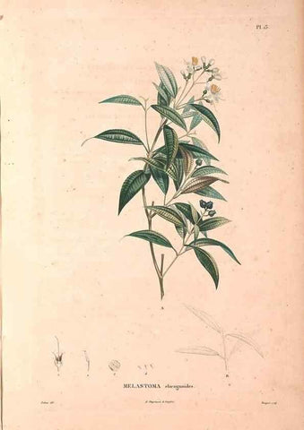 Reproducción/Reproduction 48979669886: Monographie des melastomacées,. Londres,Gide,1833.. 