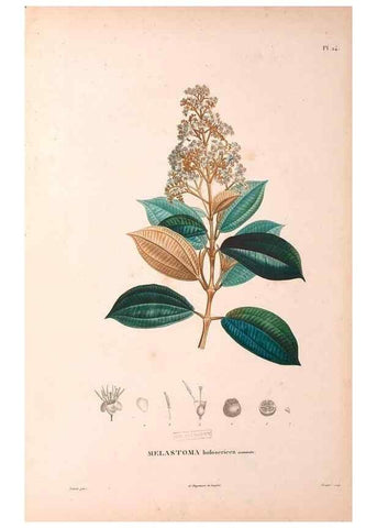 Reproducción/Reproduction 48979672551: Monographie des melastomacées,. Londres,Gide,1833.. 