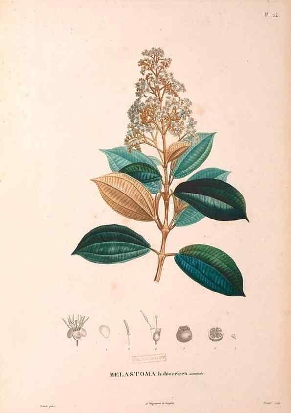 Reproducción/Reproduction 48979672551: Monographie des melastomacées,. Londres,Gide,1833.. 