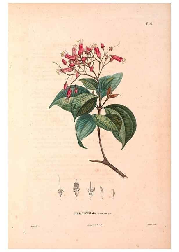 Reproducción/Reproduction 48979670081: Monographie des melastomacées,. Londres,Gide,1833.. 