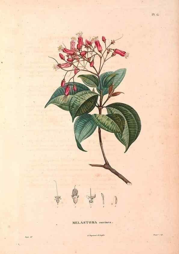 Reproducción/Reproduction 48979670081: Monographie des melastomacées,. Londres,Gide,1833.. 