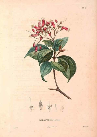 Reproducción/Reproduction 48979670081: Monographie des melastomacées,. Londres,Gide,1833.. 