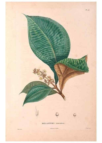 Reproducción/Reproduction 48979849817: Monographie des melastomacées,. Londres,Gide,1833.. 