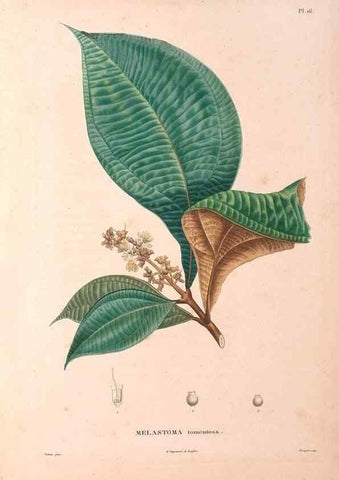 Reproducción/Reproduction 48979849817: Monographie des melastomacées,. Londres,Gide,1833.. 