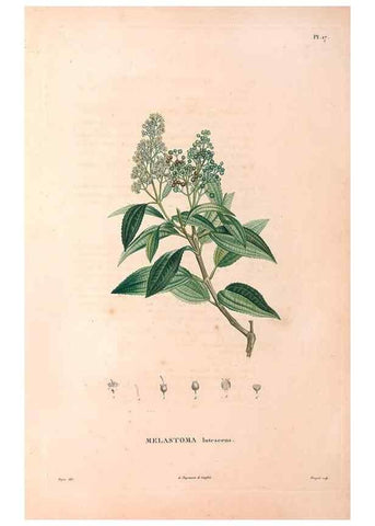 Reproducción/Reproduction 48979849997: Monographie des melastomacées,. Londres,Gide,1833.. 