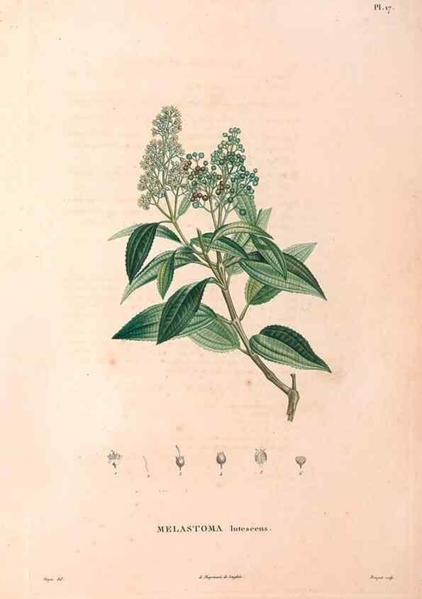 Reproducción/Reproduction 48979849997: Monographie des melastomacées,. Londres,Gide,1833.. 