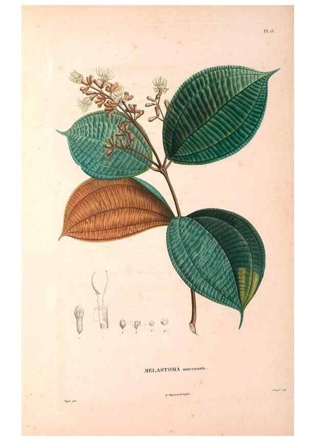 Reproducción/Reproduction 48979111738: Monographie des melastomacées,. Londres,Gide,1833.. 