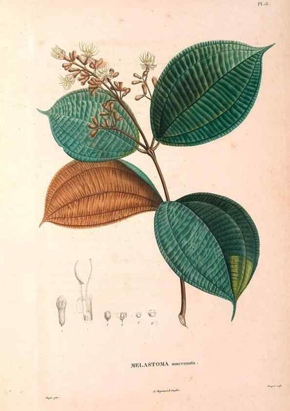 Reproducción/Reproduction 48979111738: Monographie des melastomacées,. Londres,Gide,1833.. 