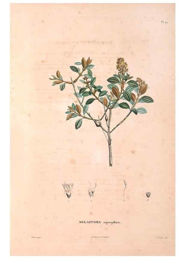 Reproducción/Reproduction 48979850467: Monographie des melastomacées,. Londres,Gide,1833.. 