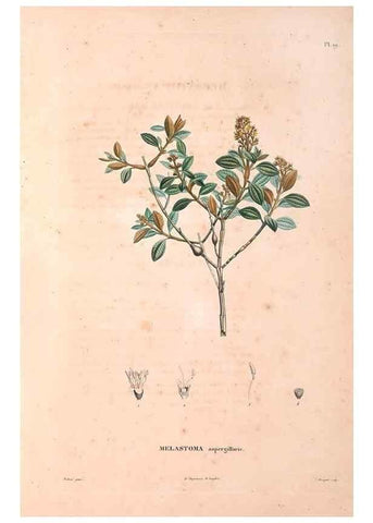 Reproducción/Reproduction 48979850467: Monographie des melastomacées,. Londres,Gide,1833.. 