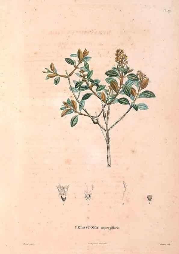 Reproducción/Reproduction 48979850467: Monographie des melastomacées,. Londres,Gide,1833.. 