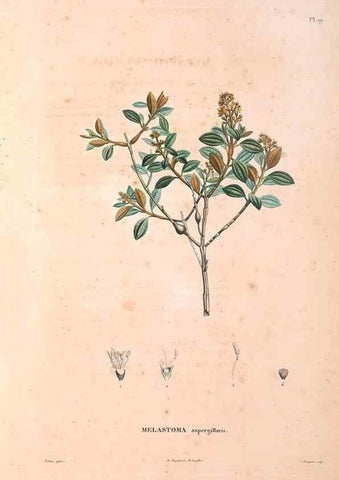 Reproducción/Reproduction 48979850467: Monographie des melastomacées,. Londres,Gide,1833.. 