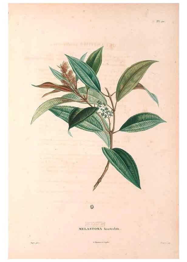 Reproducción/Reproduction 48979112313: Monographie des melastomacées,. Londres,Gide,1833.. 