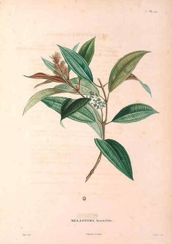 Reproducción/Reproduction 48979112313: Monographie des melastomacées,. Londres,Gide,1833.. 