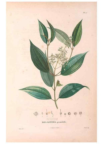 Reproducción/Reproduction 48979671726: Monographie des melastomacées,. Londres,Gide,1833.. 