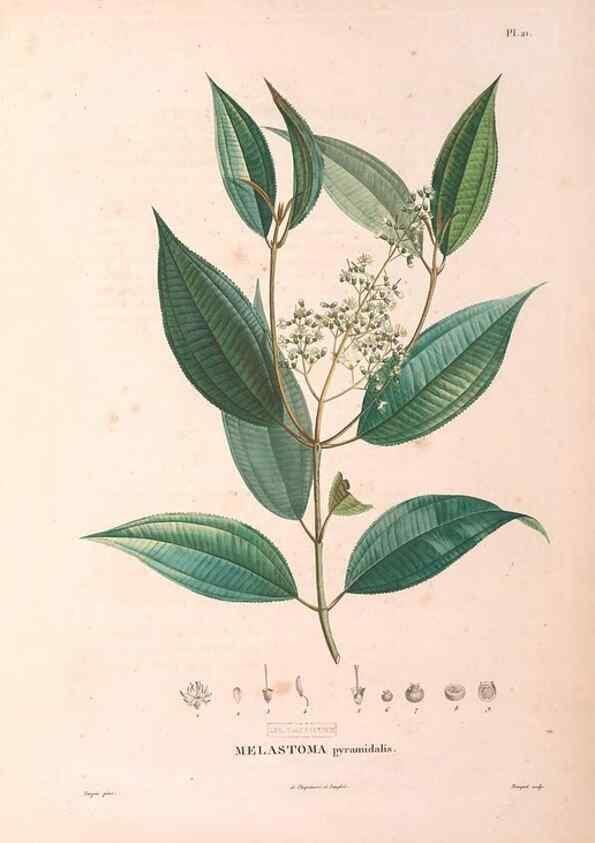 Reproducción/Reproduction 48979671726: Monographie des melastomacées,. Londres,Gide,1833.. 