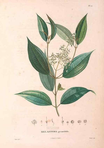 Reproducción/Reproduction 48979671726: Monographie des melastomacées,. Londres,Gide,1833.. 