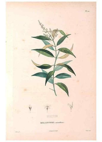 Reproducción/Reproduction 48979112673: Monographie des melastomacées,. Londres,Gide,1833.. 