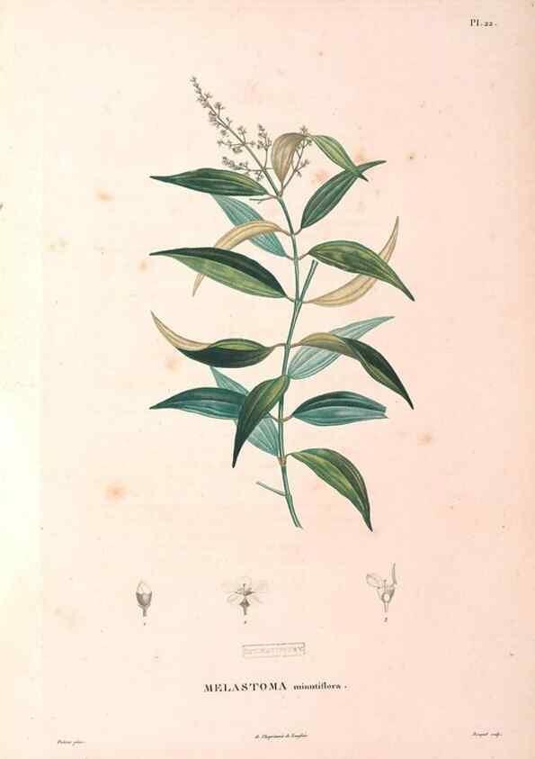 Reproducción/Reproduction 48979112673: Monographie des melastomacées,. Londres,Gide,1833.. 
