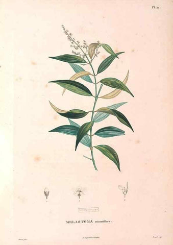 Reproducción/Reproduction 48979112673: Monographie des melastomacées,. Londres,Gide,1833.. 