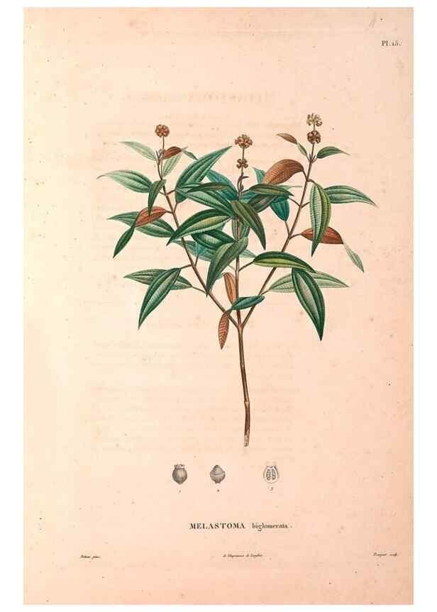 Reproducción/Reproduction 48979111098: Monographie des melastomacées,. Londres,Gide,1833.. 