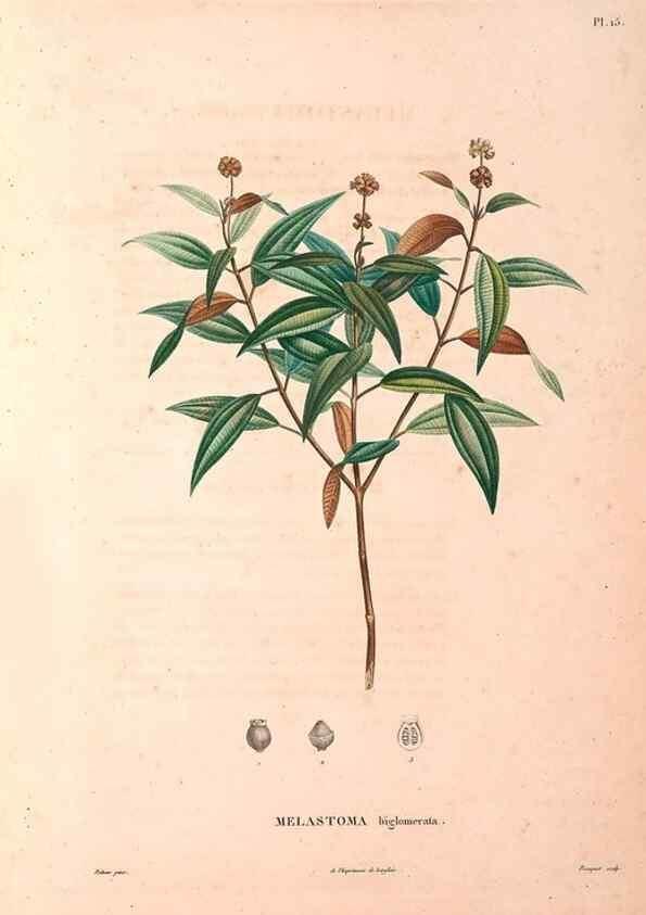 Reproducción/Reproduction 48979111098: Monographie des melastomacées,. Londres,Gide,1833.. 