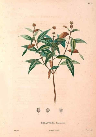 Reproducción/Reproduction 48979111098: Monographie des melastomacées,. Londres,Gide,1833.. 