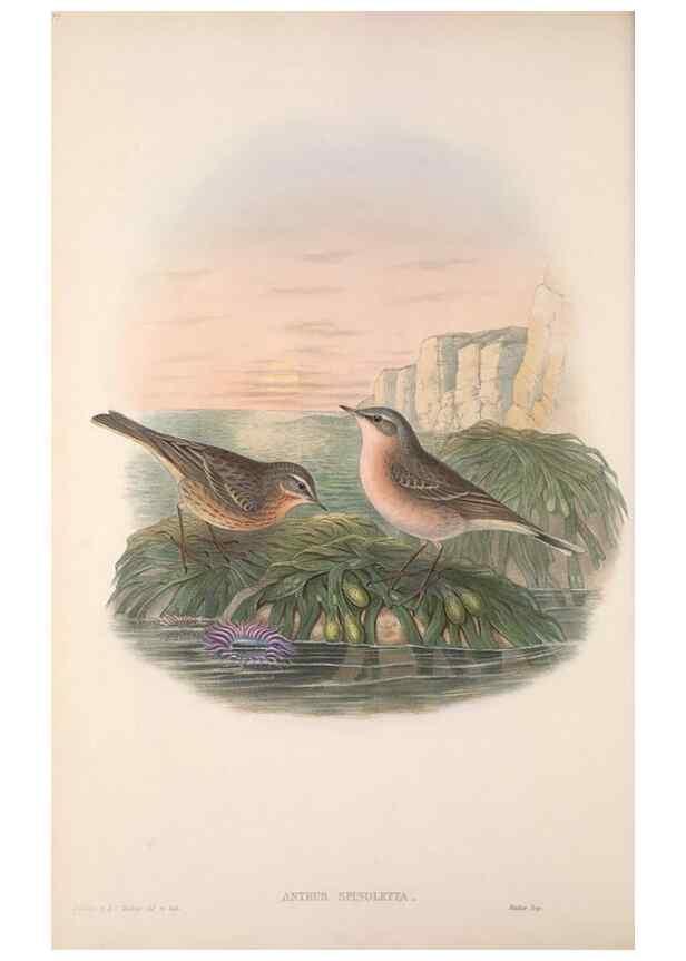 Reproducción/Reproduction 48915025862: The birds of Great Britain. London :Printed by Taylor and Francis, published by the author,1873.. 